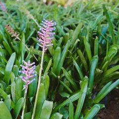 The unique flower spike of a Bromeliad, with its pink and violet bracts. Bromeliads are interesting, low-maintenance plants that add a tropical touch and a surprising pop of colour to shaded areas.