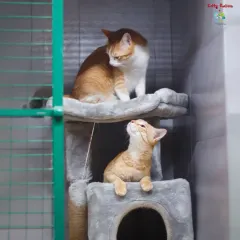 Two feline friends sharing a multi-story cat tree. We provide vertical spaces for climbing and perching, which cats naturally love.