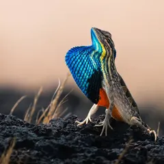 A full display of the fan-throated lizard's colorful fan. The combination of blue, yellow, and orange is simply breathtaking.