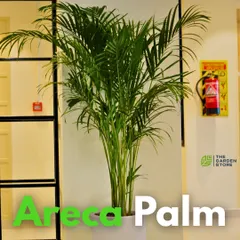 An Areca Palm is shown here enlivening a building corridor. Known for its ability to release moisture into the air and remove common pollutants, it's a workhorse plant that doubles as a beautiful, tropical decor element.