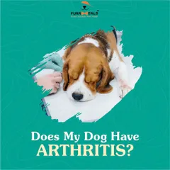 This detailed guide helps you identify the signs of arthritis in your dog. Learn to spot reluctance to move, limping, irritability when touched, and changes in behavior, so you can seek help sooner.