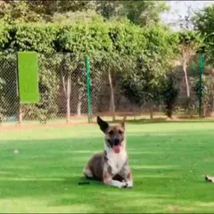 While we welcome cats, we also have plenty of space for our canine guests to relax. This dog is enjoying a peaceful rest on the lawn, showcasing the calm atmosphere of our venue.