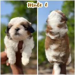 A front and back view of one of our male Shih Tzu puppies. Notice his thick, healthy fur and symmetrical markings, signs of a quality purebred dog.