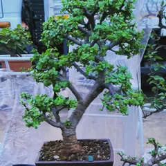 A classic Jade bonsai with a thick, mature trunk, showcasing its age and character. This piece was a popular item at our nursery before being sold.