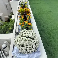 For this balcony, the client wanted lots of flowers. I created these dense arrangements of chrysanthemums and marigolds for a burst of color. This kind of seasonal flower planting keeps your garden looking fresh.