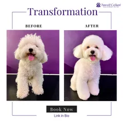 This white poodle's transformation is a testament to our whitening shampoo and expert grooming. We turned a shaggy coat into a bright, fluffy, and perfectly rounded style, showcasing a happy and healthy pet.