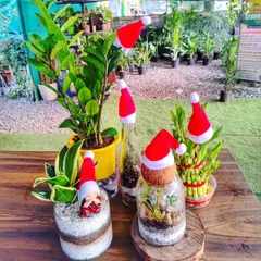 Getting into the festive spirit with my special Christmas collection. I create cheerful arrangements like these, featuring terrariums, lucky bamboo, and ZZ plants with cute Santa hats, perfect for spreading holiday cheer.