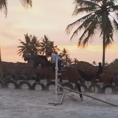 A rider and horse captured mid-jump against the beautiful sunset sky. This image perfectly captures the grace and athleticism of show jumping.