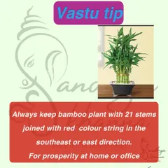 A bamboo plant can bring financial stability, but it must be placed correctly. Keep a plant with 21 stems tied with a red string in the East or South-East direction of your home or office for overall growth.