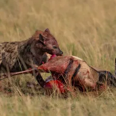 The hyena continues its feast. Witnessing such moments is a stark reminder of the harsh realities of survival in the wild.