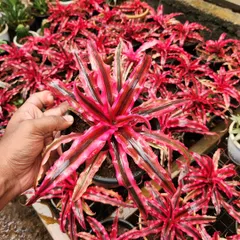 The Red Cryptanthus, or Earth Star, is a type of bromeliad with a stunning, flat-lying rosette of colorful leaves. It's perfect for terrariums or as a small potted plant.