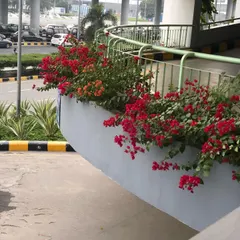 A close-up of the Bougainvillea planters on a parking ramp. Even in a high-traffic, utilitarian area, plants can add so much beauty and color.
