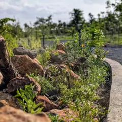 The challenge in a wild space is to add something new without it being obvious. The rock and plant borders we created for this resort near a Tiger Reserve look as if they were always meant to be there.