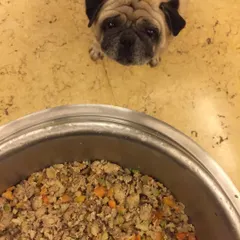 "Is that whole bowl for me?" Yes, it is! I love seeing our pugs and other DoggyBoxers get so excited for their dinner.
