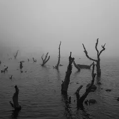 A monochrome shot from a foggy morning at the lake. I use black and white photography to strip away distractions and focus on the eerie, atmospheric feeling of a place, turning a simple waterscape into fine art.