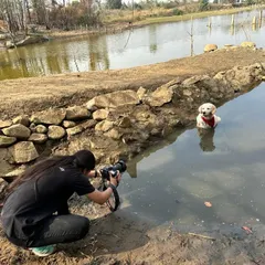 Capturing a water-loving pup in their element. This behind-the-scenes shot shows our photographer getting right by the water's edge to get a beautiful, low-angle shot of a Labrador enjoying a swim.