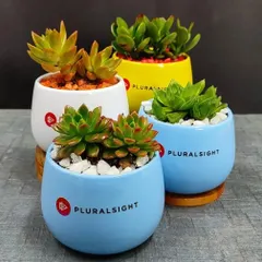 We specialize in corporate green gifting. Here are some vibrant succulent arrangements in colorful ceramic pots, customized with the Pluralsight company logo, perfect for employee appreciation or client thank yous.