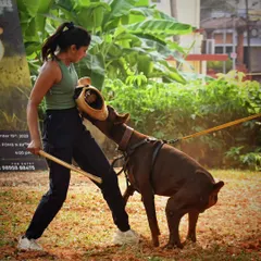 Working with Vegas, a powerful Doberman, on his grip development using a bite wedge. This exercise helps refine the dog's biting technique and builds strength for more advanced protection work.