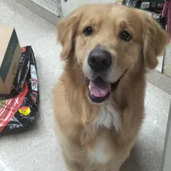 The happy face of a Golden Retriever who knows he's in a place full of treats and toys. It is always a pleasure to welcome such cheerful visitors.