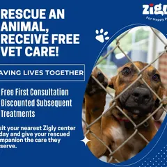 Every animal in a shelter is waiting for a loving home. Our free vet care initiative for rescued pets is our way of supporting adopters and ensuring these deserving animals get a healthy start in their new lives.