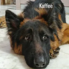 The soulful eyes of Kaffee, our handsome German Shepherd guest. He is such a gentle and watchful boy, and we love having him here.
