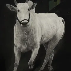 This is 'RUBAB', a 31 by 41 inch drawing of a white bull in motion. I used charcoal and graphite pencils to create a striking contrast against the dark background, highlighting its form and energy.