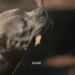 This American Bully shows its powerful jaw and playful nature while chewing on a stick. The dramatic lighting and dark background make the action stand out, creating a strong and engaging image.