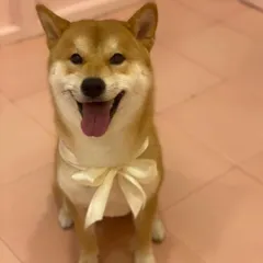 This happy Shiba Inu is all smiles after a relaxing spa day. A gentle bath, nail trim, and a final flourish with a beautiful cream bow make for a perfect pampering session.