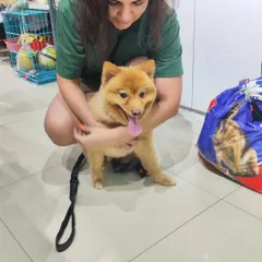 This is Peanut, a Pomeranian mix, looking absolutely adorable and happy after his grooming session.