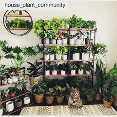 A well-curated plant shelf can be a stunning feature in any home. We can help you select a variety of plants with different growth habits and light needs to create a beautiful, multi-level display like this one.