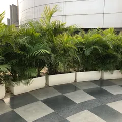 A row of lush Areca Palms in modern white fiber planters. This is a classic and effective way to create a green border or screen off an area in an office or commercial space.