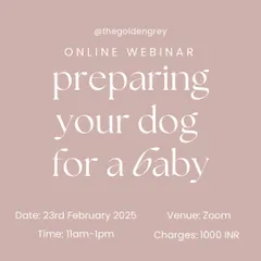 My signature online webinar is the perfect starting point for expecting parents or families with young children. I give you a clear, step-by-step plan to prepare your dog for your new baby, covering everything from the first introduction to daily routines.