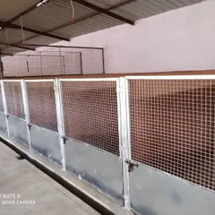 Another perspective of our indoor kennel area. We maintain high standards of cleanliness and hygiene to ensure a healthy environment for all our guests.