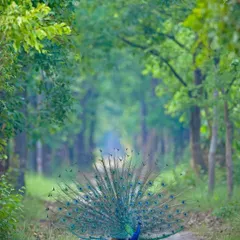 A breathtaking display of nature's artistry. An Indian Peafowl performs its courtship dance down a lush forest corridor, its plumage a vibrant spectacle against the green canopy.