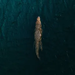 Sometimes you find the most unexpected things when you fly. I spotted this crocodile in the backwaters of Bhopal during the monsoon season. It's a rare and powerful shot that reminds me how much unseen life thrives just beyond our view.