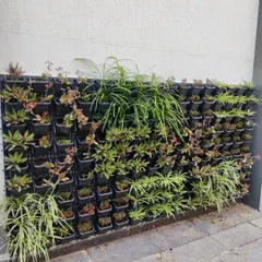 A straight-on view of my modular living wall system. I use a variety of plants with different colors and textures to create visual interest in this home garden installation.