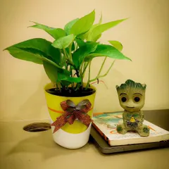 My desk plant offerings include fun and trendy options. This money plant in a bright pot, paired with a Groot figurine, is a great example of a personalized corporate gift that adds character to any employee's or client's desk.
