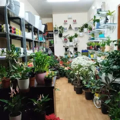 Another shot of my urban jungle. I have everything from flowering plants and lush foliage to a wide array of pots and planters.
