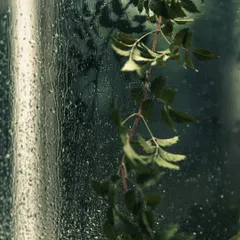A close-up of a vine against a rain-streaked window. The textures and the soft, diffused light create a beautiful, painterly effect.