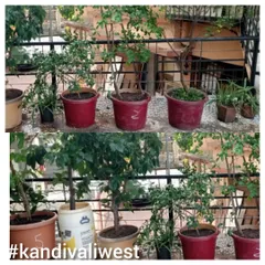 From sparse and uneven to full and thriving. This project in Kandivali West involved repotting and nourishing several plants to create a more uniform and healthy balcony garden.