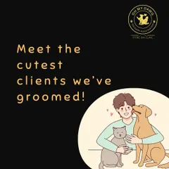 Here is a collection of some of the cutest clients I have had the pleasure of grooming. Each one leaves with a fresh look and a happy attitude.