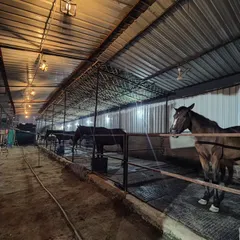 A view of our spacious and well-lit stables at night. We maintain a clean and safe environment for our horses around the clock.