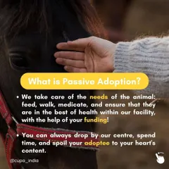 Passive adoption means you fund an animal's needs while we provide the daily care at our facility. You can visit your adoptee anytime and build a lifelong friendship.