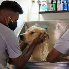 Our team works together to ensure large breeds like this Golden Retriever are comfortable and secure in our full-sized tub during their wash.