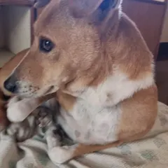 Here is Ringo curled up and comfortable on his blanket. My goal is to ensure every dog I rescue gets to feel this safe and cherished, first with me, and then forever in their new home. He is a true highness.