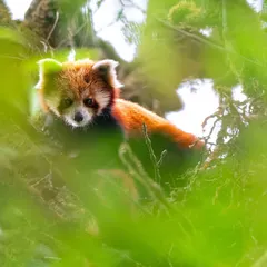 A Red Panda, often called the "bamboo whisperer," peeks through the foliage. They are masters of camouflage, and finding them in the dense, mossy forests of the Himalayas requires patience and a keen eye.