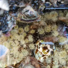 A tide pool teeming with sea anemones. These walks reveal a hidden world of color and life that is only visible when the tide is low.