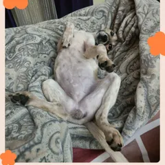 The ultimate sign of a happy, trusting dog: the full belly-up pose. Sora is clearly living her best life, and we couldn't be more thrilled for her.