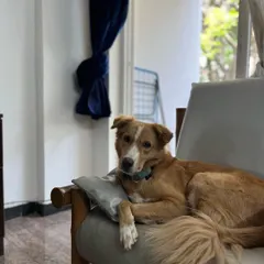 A moment of quiet contemplation for Luffy on his favorite chair. I make sure to provide a calm and predictable environment to help manage any dog anxiety.