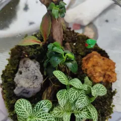 A top-down view of a finished terrarium reveals the careful placement of different elements. You can see how nerve plants, moss, wood, and stones come together to form a complete miniature landscape.